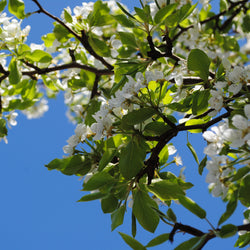 Í fótspor Jane Austen (7. maí)