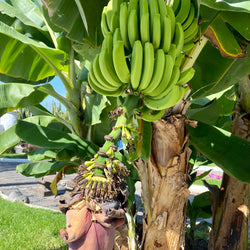 Ömmur í Orlofi (5. mars)