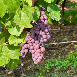 Alsace - Frakkland (7. jún)