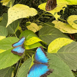 Ömmur í Orlofi (5. mars)