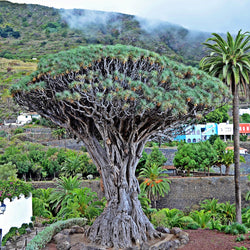 Ömmur í Orlofi (5. mars)