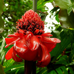 Garðaævintýri í Cornwall (30. maí)