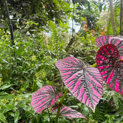 Garðaævintýri í Cornwall (30. maí)