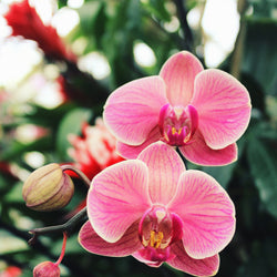 Garðaævintýri í Cornwall (30. maí)